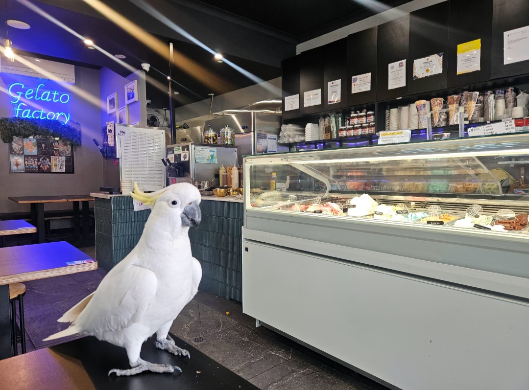 C9 Chocolate & Gelato Wahroonga